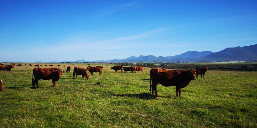 6 Bedroom Property for Sale in George Rural Western Cape